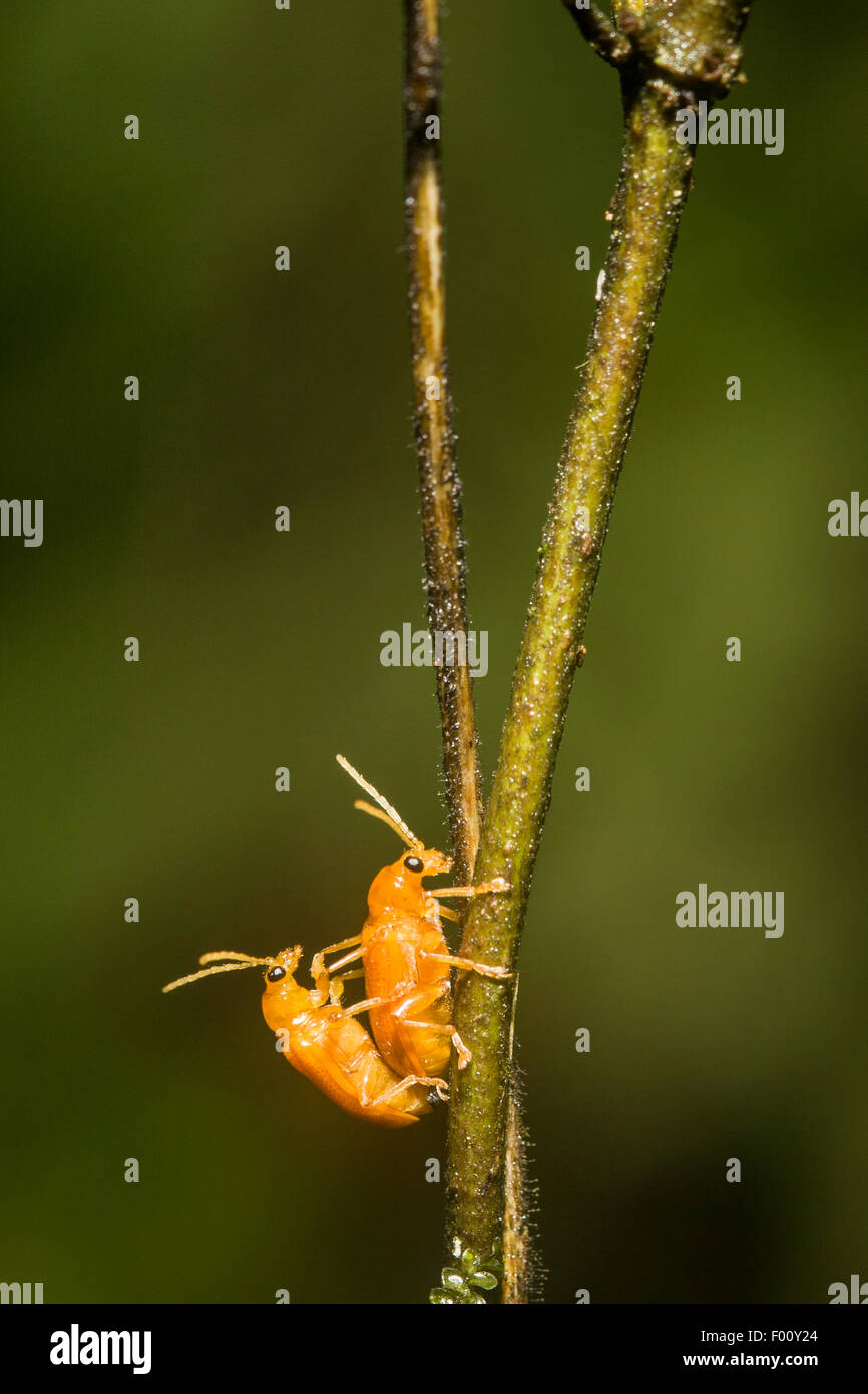 Zwei orange Blattkäfer Paarung. Stockfoto