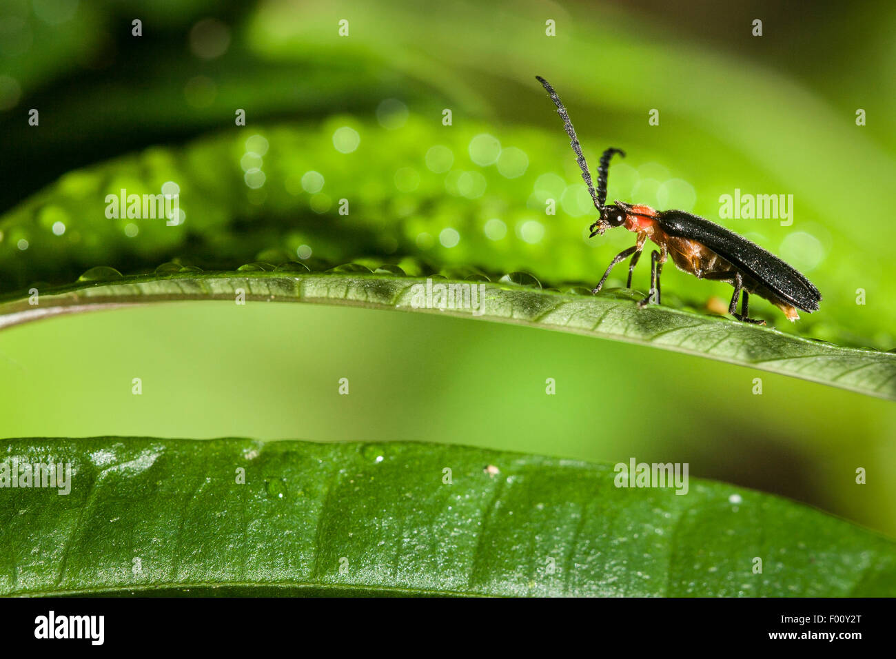 Firefly auf einem Blatt Tau bedeckt. Seine großen Augen sind deutlich sichtbar. Stockfoto