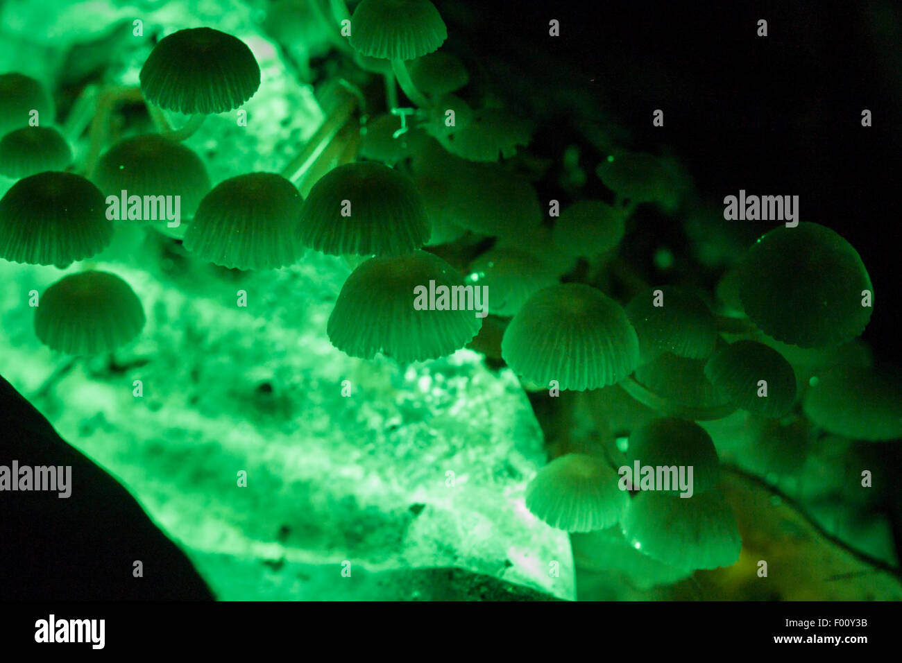 Grüne biolumineszente Pilze auf dem Boden des Regenwaldes. Stockfoto