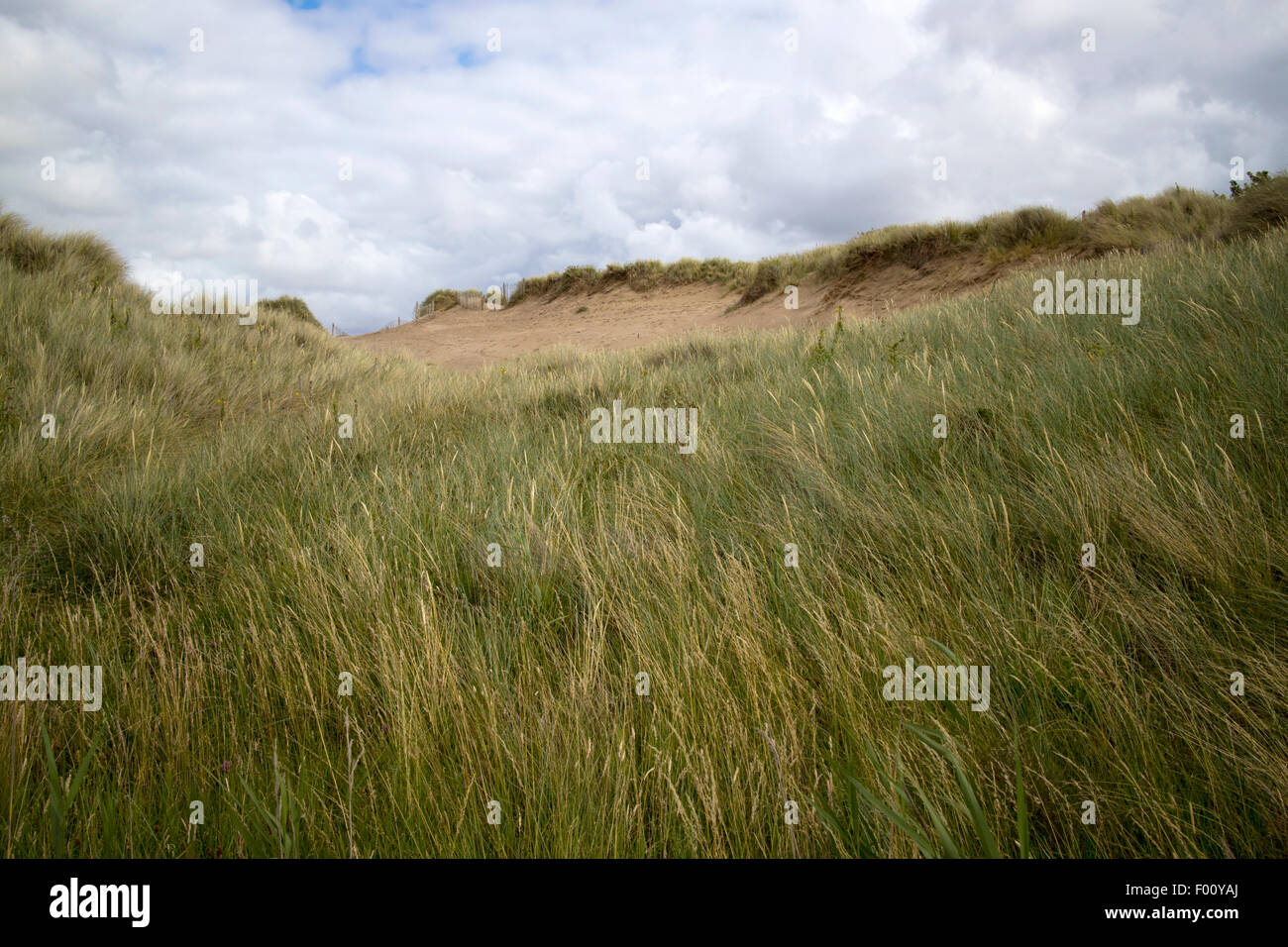 Dünengebieten Grass auf Gronant Dünen in der Nähe von Talacre Strand Sssi Nord wales uk Stockfoto
