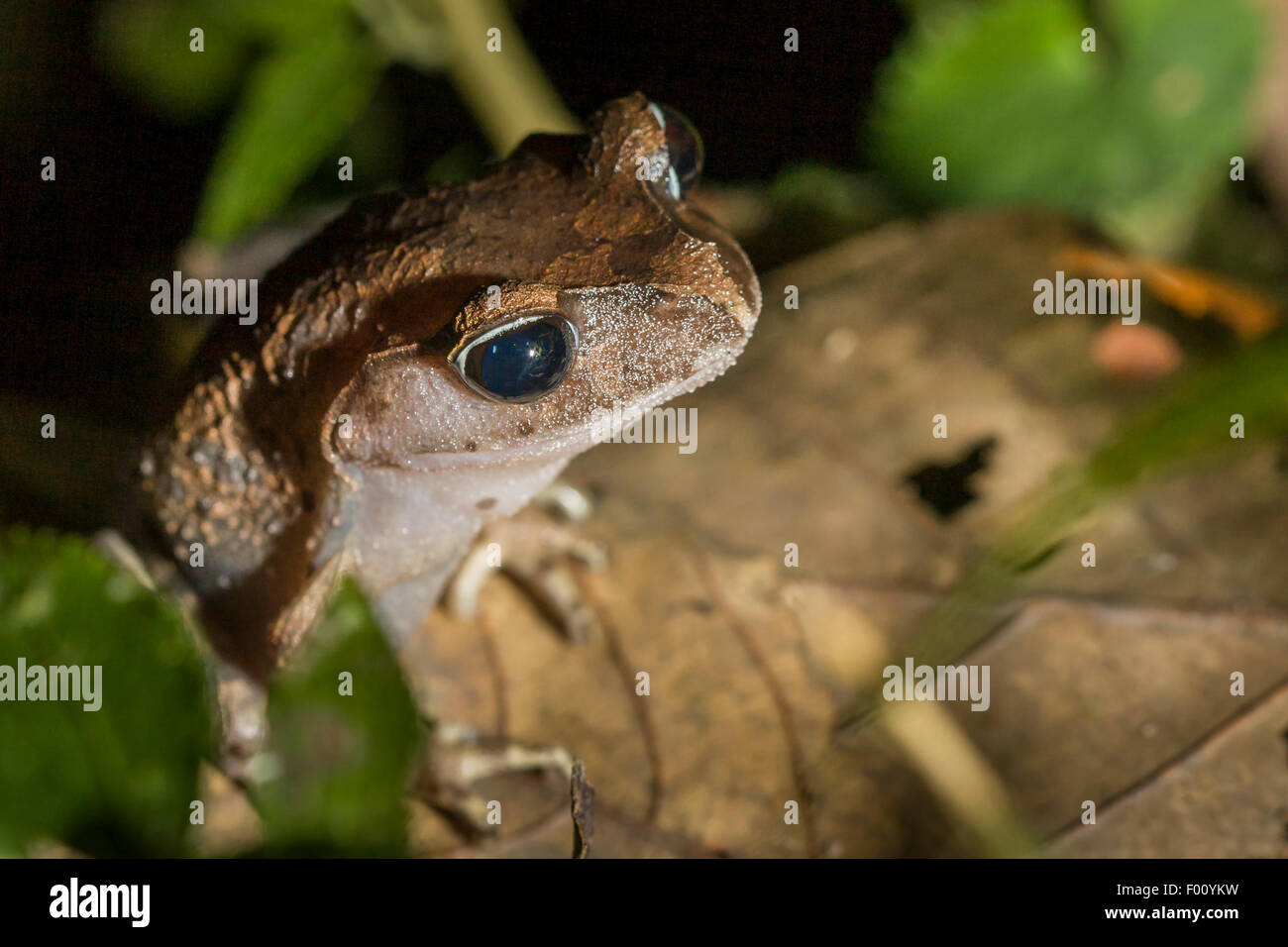 Montane Wurf Frosch (Leptobrachium Montanum) in der Nacht. Stockfoto