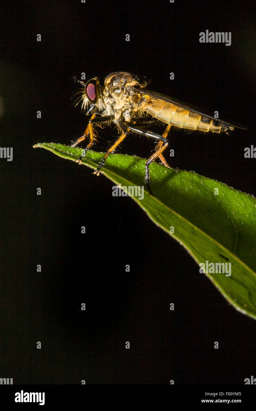 Robber Fly (Familie Asilidae) thront auf einem Blatt. Stockfoto