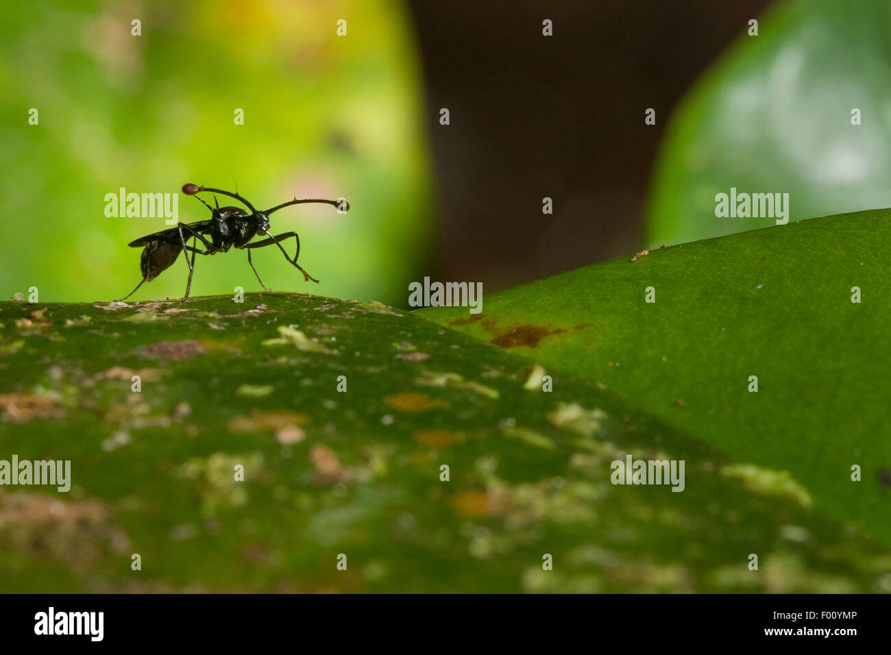 Eine stalk-eyed Fliege, Anzeige des unglaublichen Augen. Je länger die Stiele, desto attraktiver ist das Männchen auf die Weibchen. Stockfoto