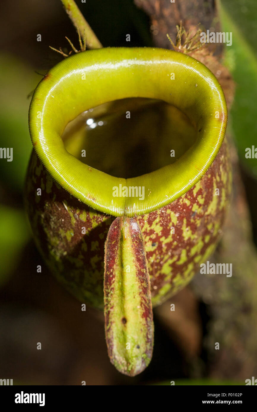 Kannenpflanze (Nepenthes sp.). Stockfoto