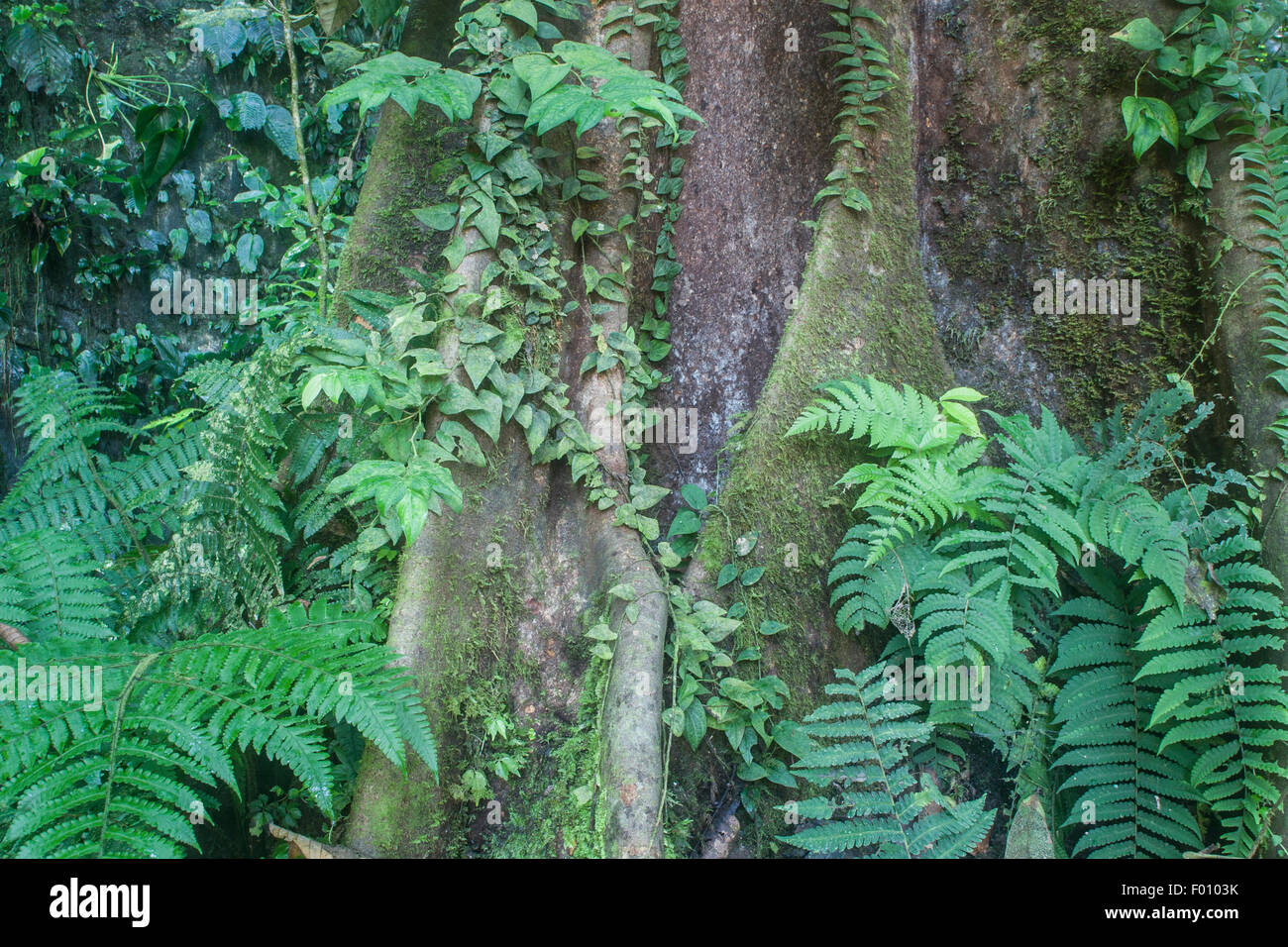 Strebepfeiler Wurzel in Grün geschmückt; Gunung Mulu National Park, Malaysia. Stockfoto