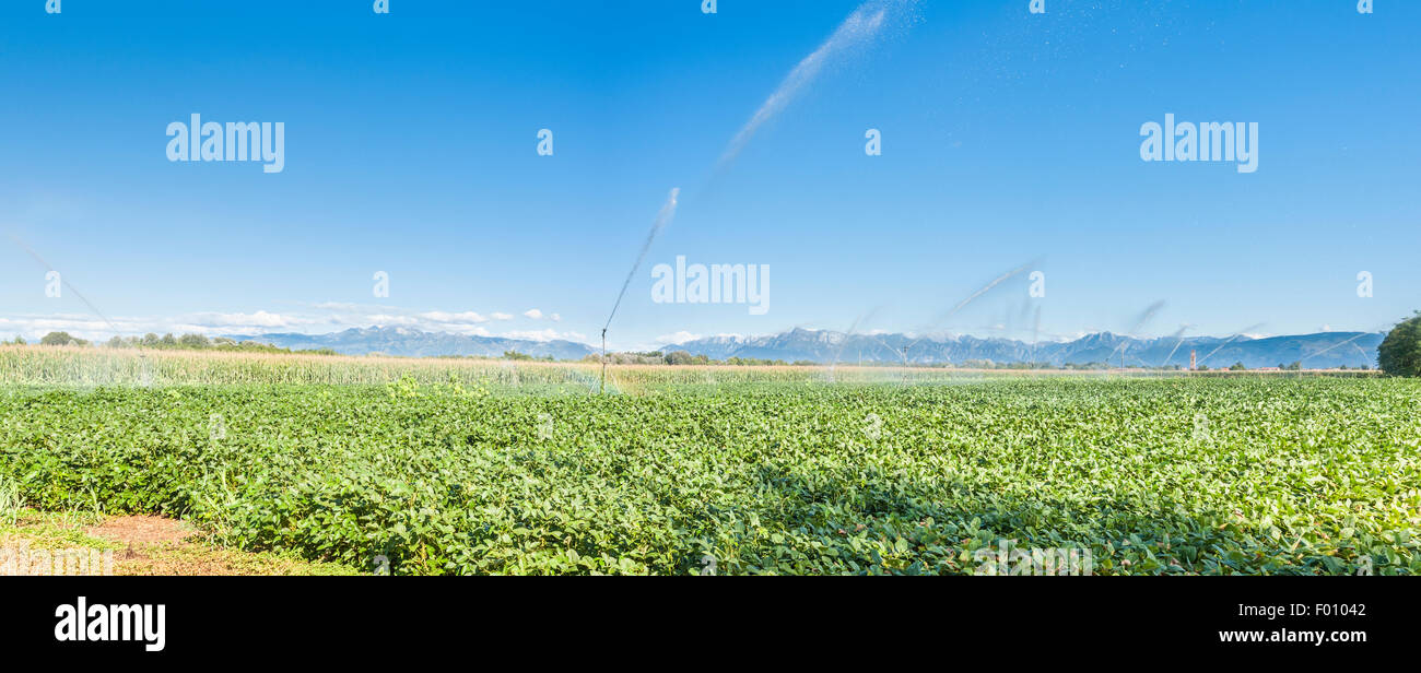 Soja-Feld bewässert mit Sprinkler, im Hintergrund die Alpen Stockfoto