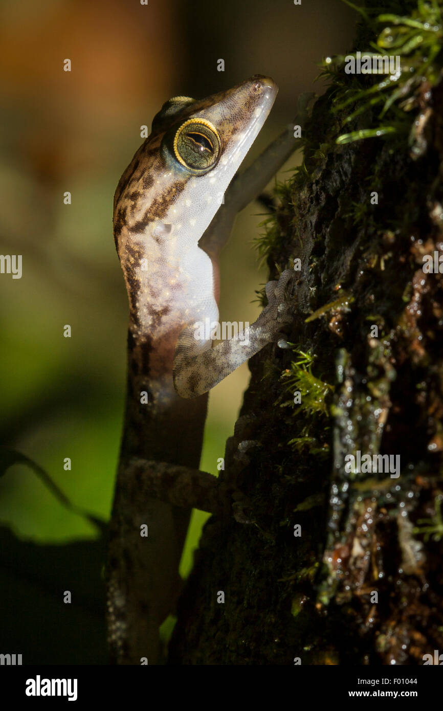 Bent-toed Gecko (Cyrtodactylus SP.) auf einem Ast. Stockfoto