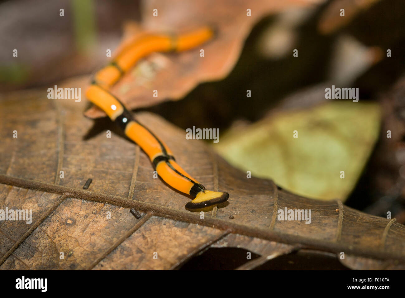 Geoplanidae sp Fotos und Bildmaterial in hoher Auflösung Alamy