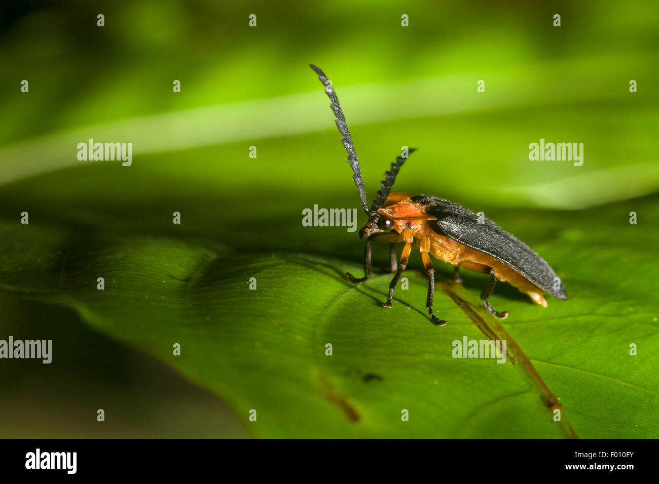 Firefly auf einem Blatt. Stockfoto