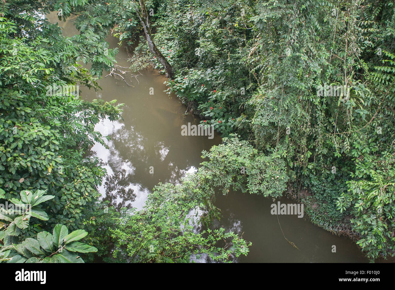 Regenwald-Stream, Gunung Mulu National Park, Malaysia Borneo. Stockfoto