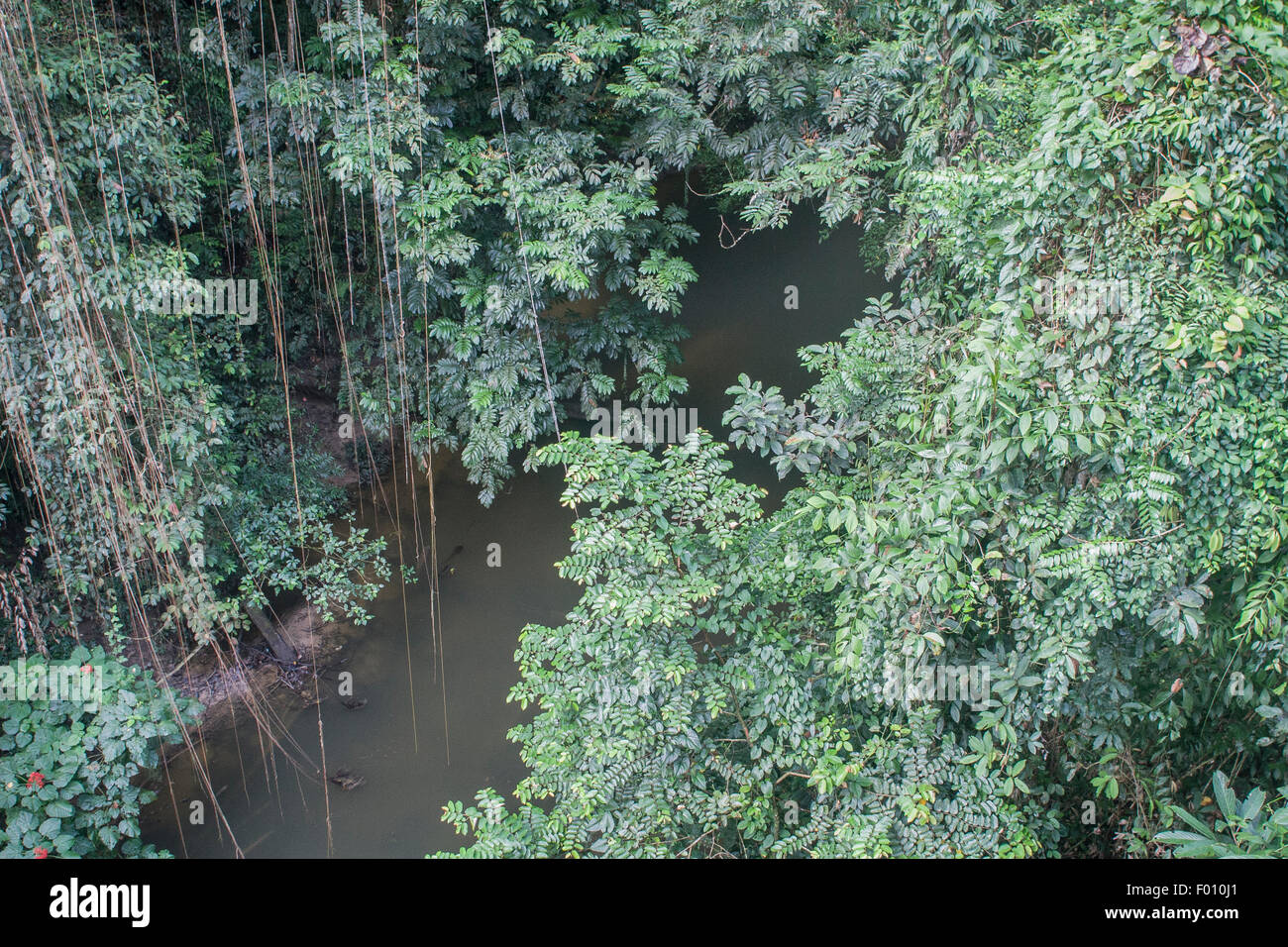 Regenwald-Stream, Gunung Mulu National Park, Malaysia Borneo. Stockfoto