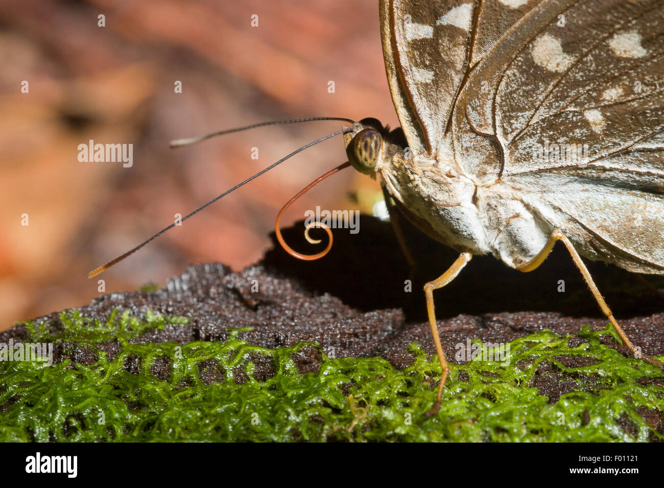 Nahaufnahme von einem Schmetterling Kopf mit Rüssel teilweise entfaltet. Stockfoto