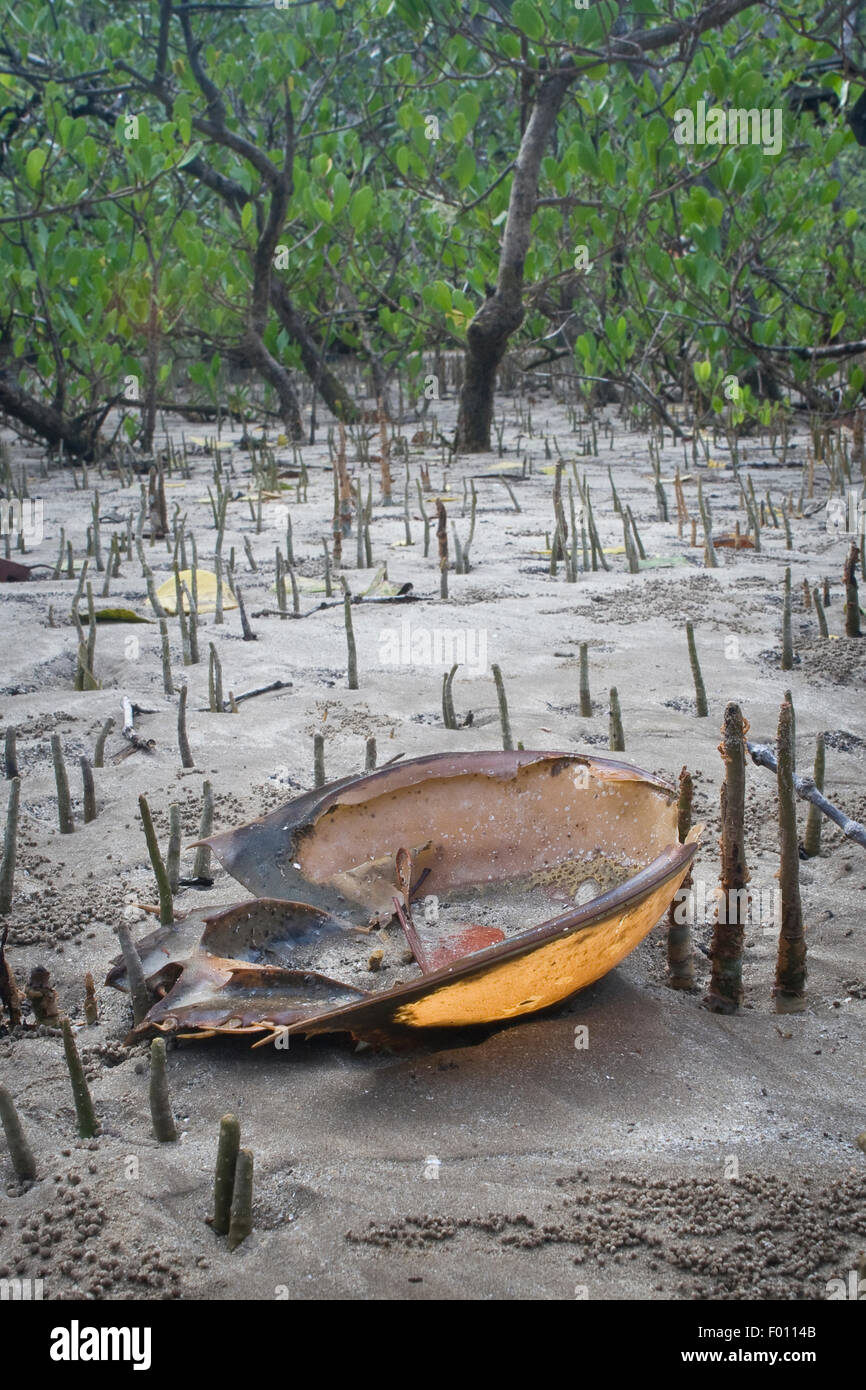 Horseshoe Crab Shell unter Luftwurzeln in einem Mangrovenwald. Stockfoto