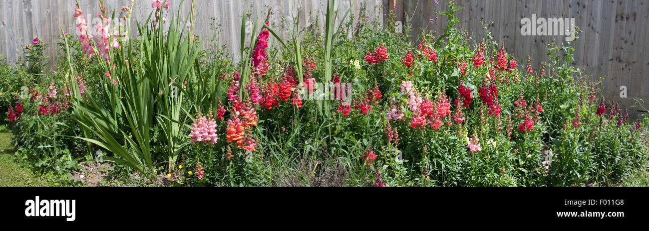 Snapdragon Panoramablick Flower Garden Stockfoto