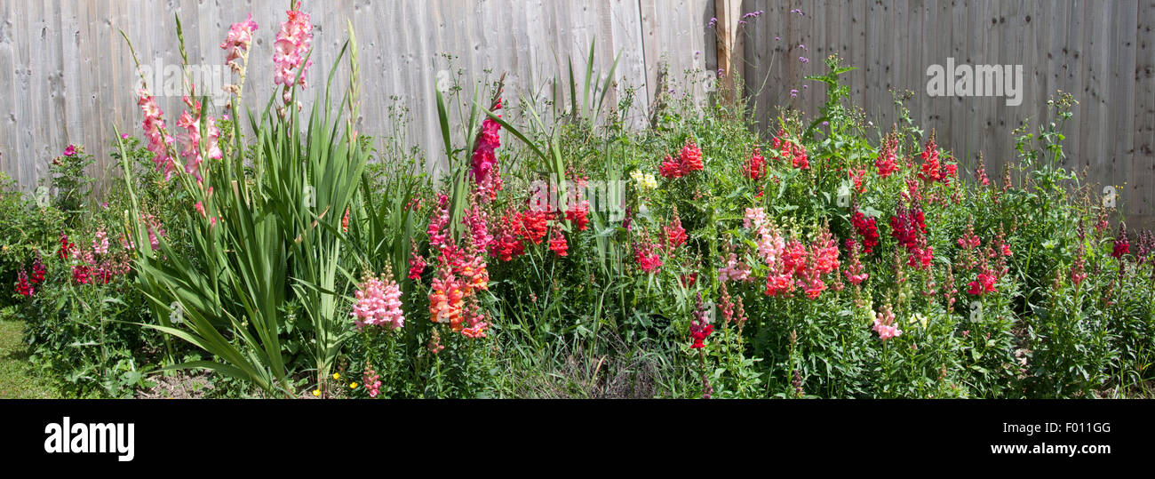 Snapdragon Panoramablick Flower Garden Stockfoto