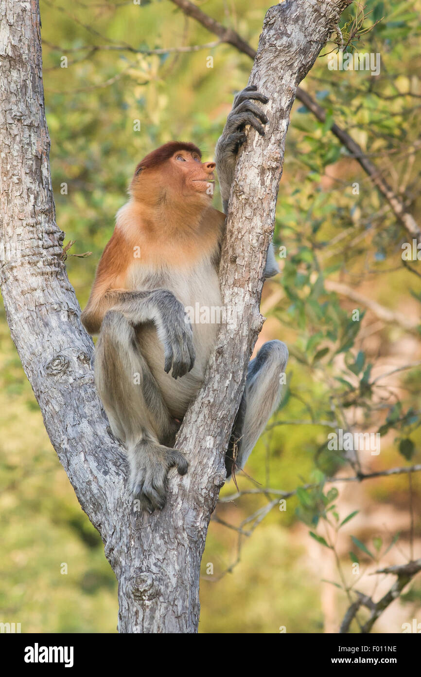 Nasenaffe (Nasalis Larvatus) thront auf einem Mangroven-Baum. Stockfoto