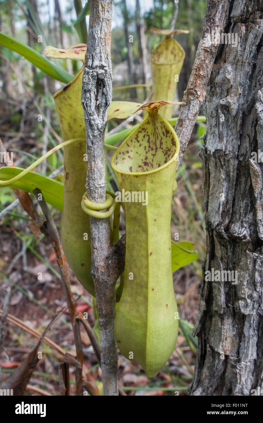 Kannenpflanze (Nepenthes SP.), eine fleischfressende Pflanze aus Sarawak, Malaysia. Stockfoto