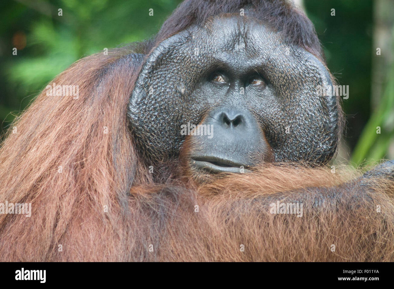 Eine extrem große männliche Orang-Utan mit prominenten Wangenpolster, Kehlsack und charakteristisch für dominante Männer lange Haare. Stockfoto
