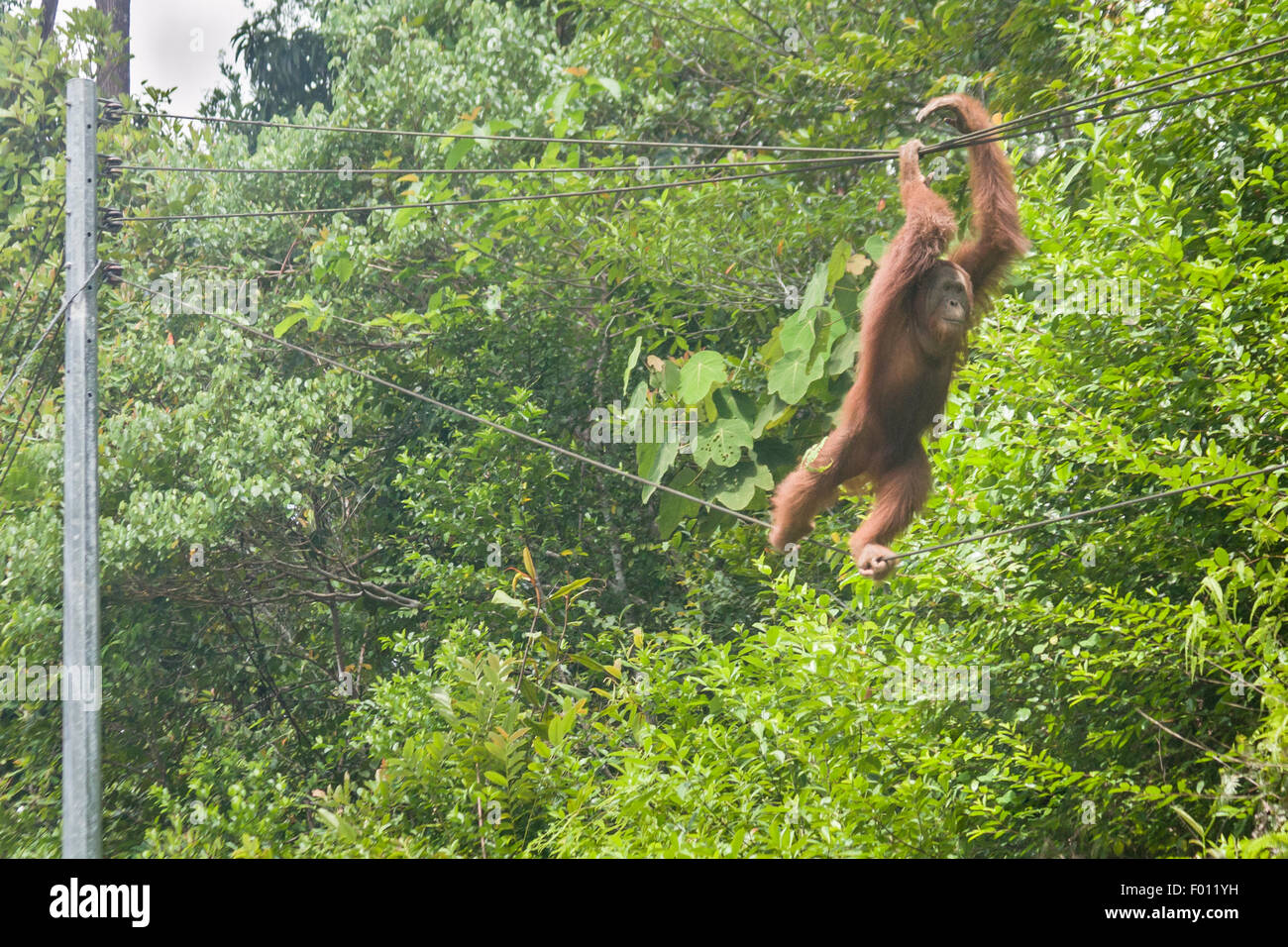 Ein nicht-dominanten männlichen Orangutan Klettern unter die Telefonleitungen. Stockfoto