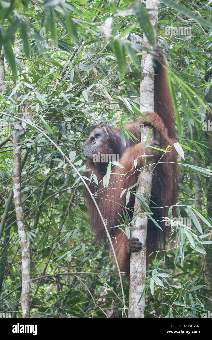 Eine extrem große männliche Orang-Utan mit prominenten Wangenpolster, Kehlsack und charakteristisch für dominante Männer lange Haare. Stockfoto