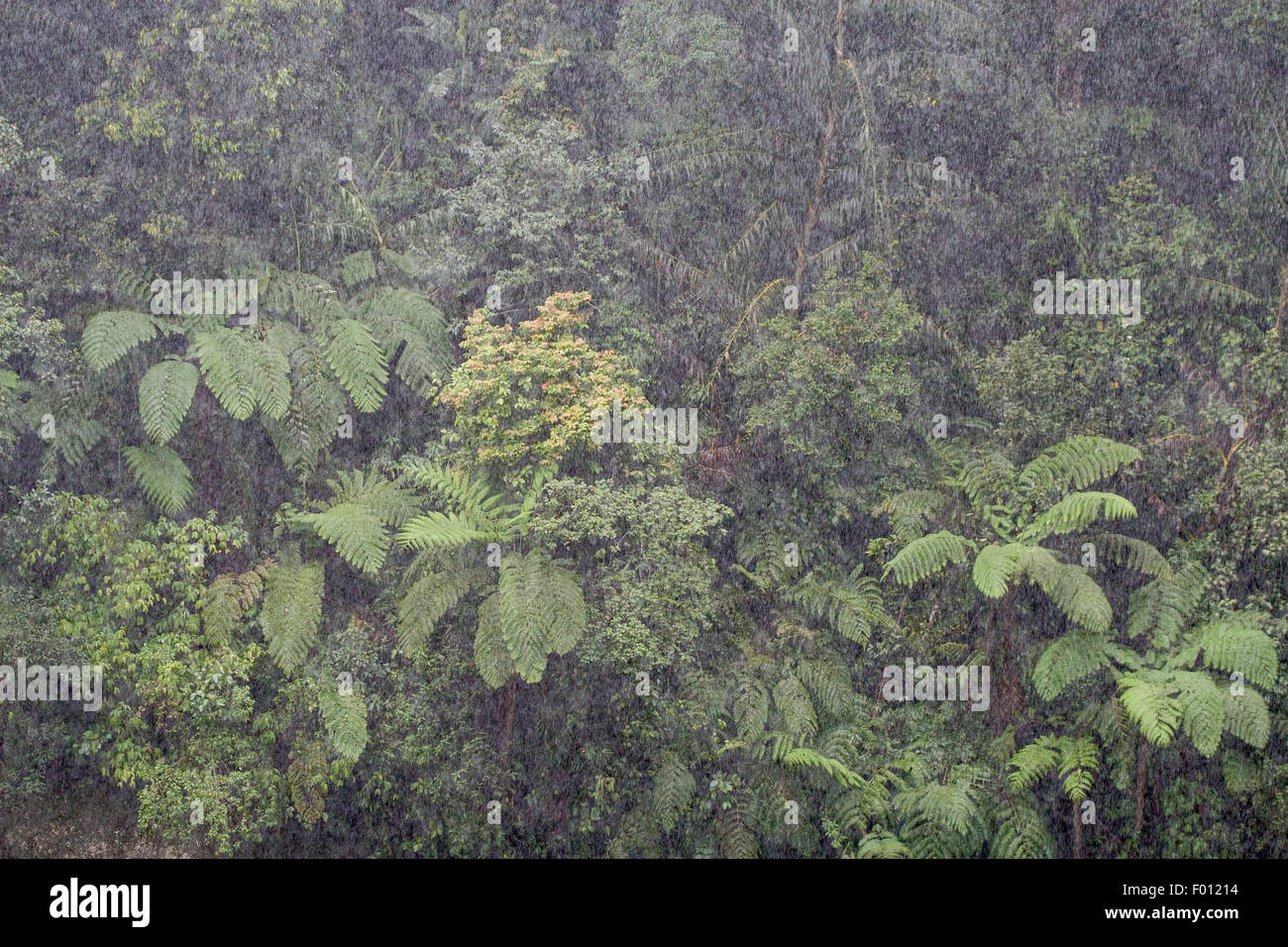 Ein tropischer Regenguss. Stockfoto