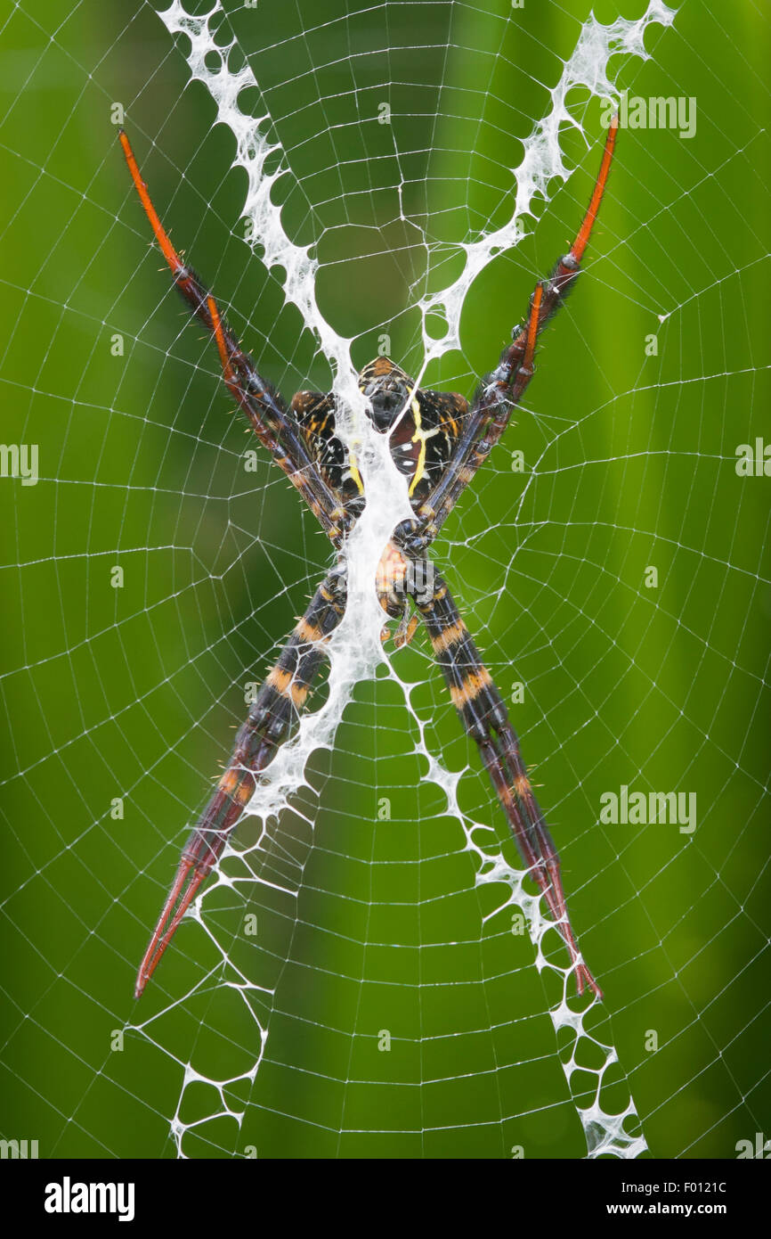 Eine Orb-weben Spinne ruht in der Mitte von seinem Steg; die Stabilimentum ist deutlich sichtbar. Stockfoto