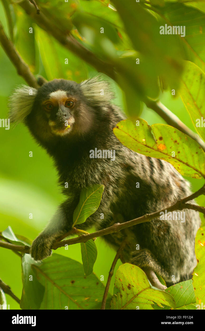 Callithrix Jacchus, Marmoset Affen, botanische Gärten, Rio De Janeiro, Brasilien Stockfoto