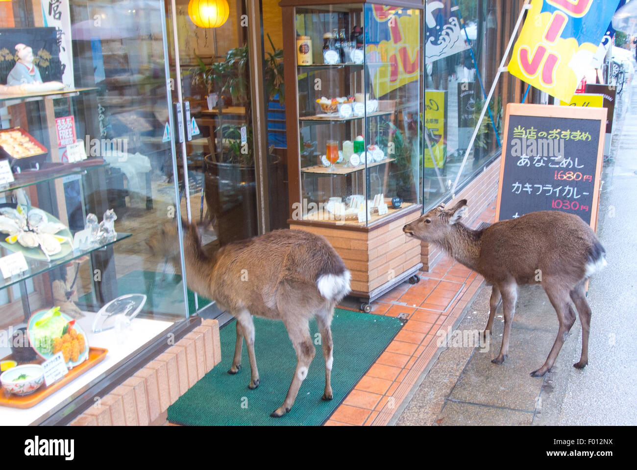 Hirsche, die versuchen, gehen in ein Restaurant, Miyajima, Japan Stockfoto