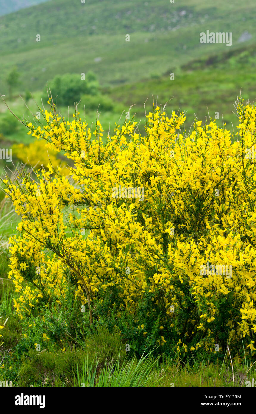 Gemeinsamen Ginster (Cytisus Scoparius) in voller Blüte im Sommer, UK Stockfoto