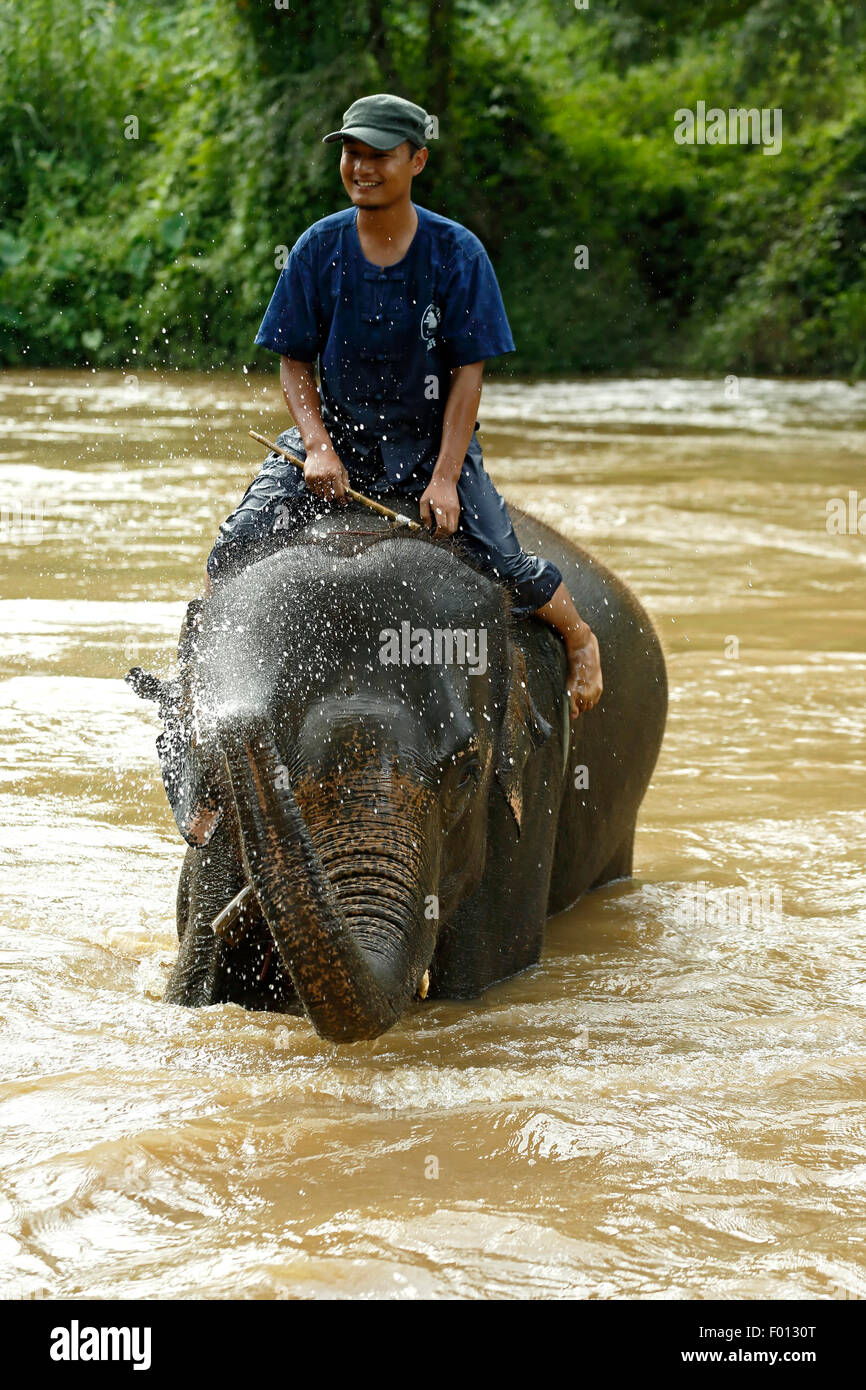 Mahout und asiatischen Elefanten (Elephas Maximus) am Fluss, Thai Elephant Home Elefanten auf dem Bauernhof, Keudchang Maetang, Chiang Mai, Thailand Stockfoto