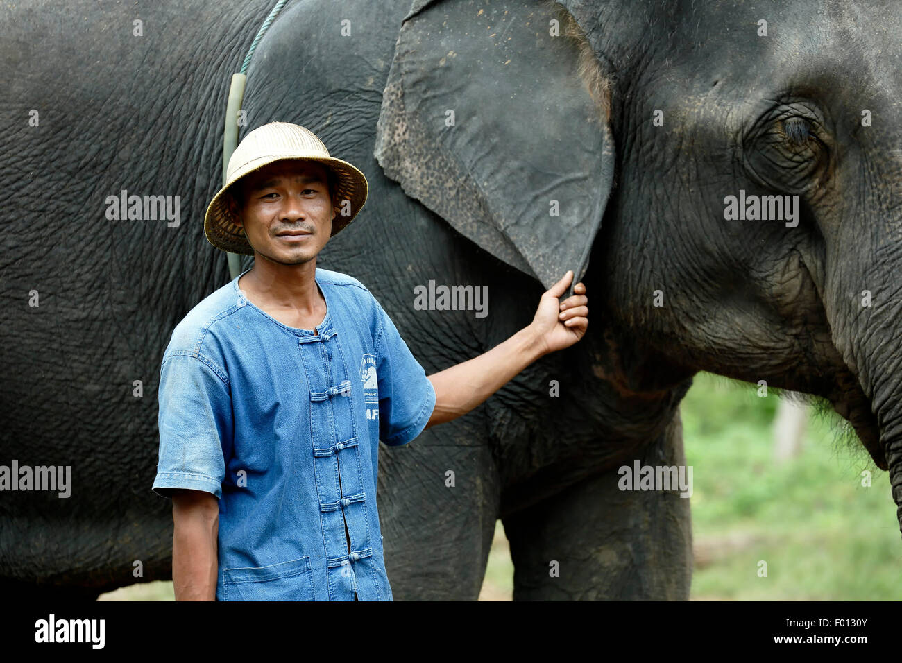 Mahout und asiatischen Elefanten (Elephas Maximus), Thai Elephant Home Elefanten Farm, Keudchang Maetang, Chiang Mai, Thailand Stockfoto
