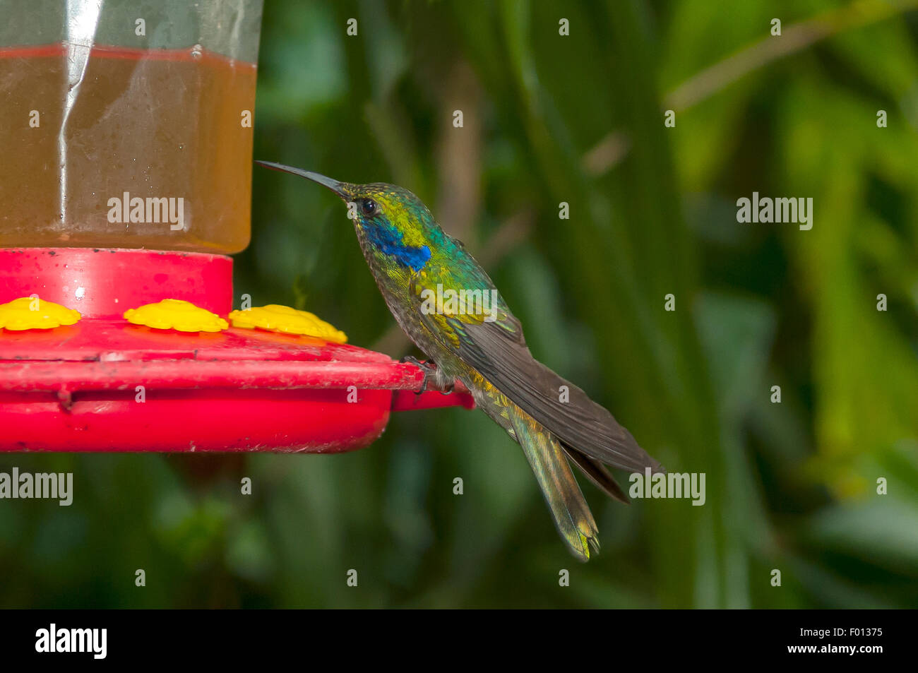 Colibri Coruscans, funkelnden Violetear Kolibri in Aguas Calientes, Peru Stockfoto