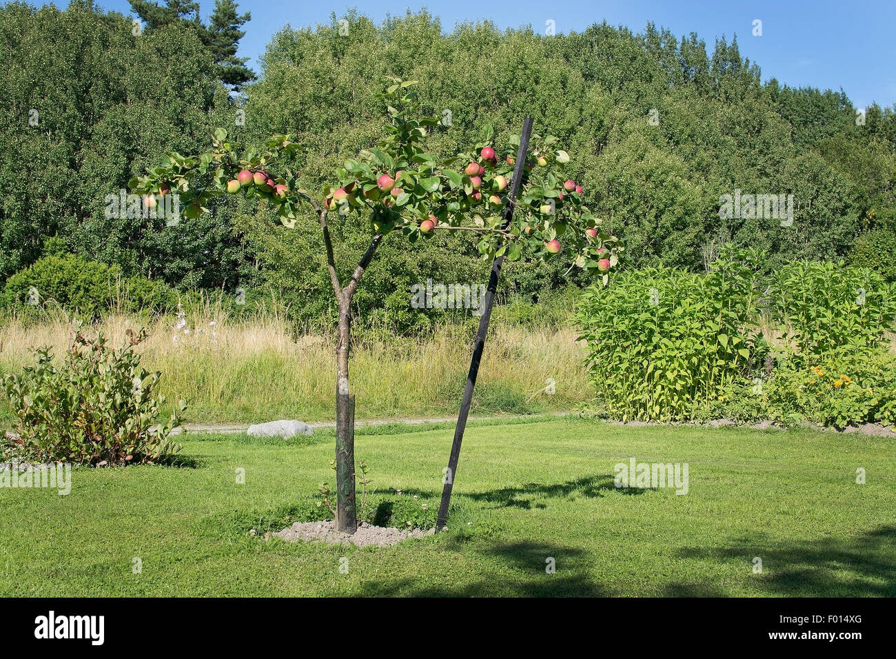 Jungen Apfelbaum mit Früchten, die Reifung in der grünen Landschaft, Schweden im August. Stockfoto