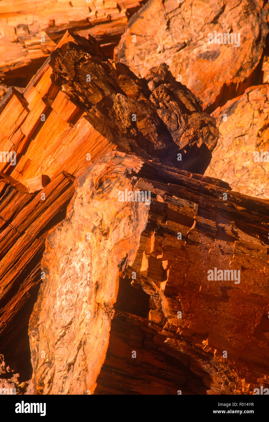 versteinertes Holz, Petrified Forest National Park, Arizona Stockfoto