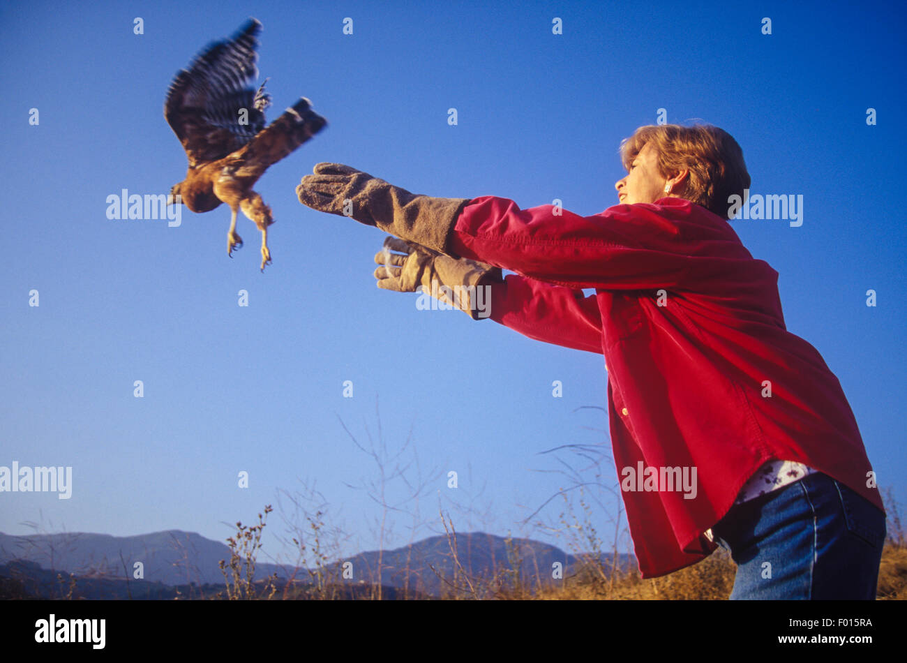 rot-geschultert Falke, Buteo Lineatus, freigebend Santa Barbara Wildlife Care Network, Santa Barbara, Kalifornien Stockfoto