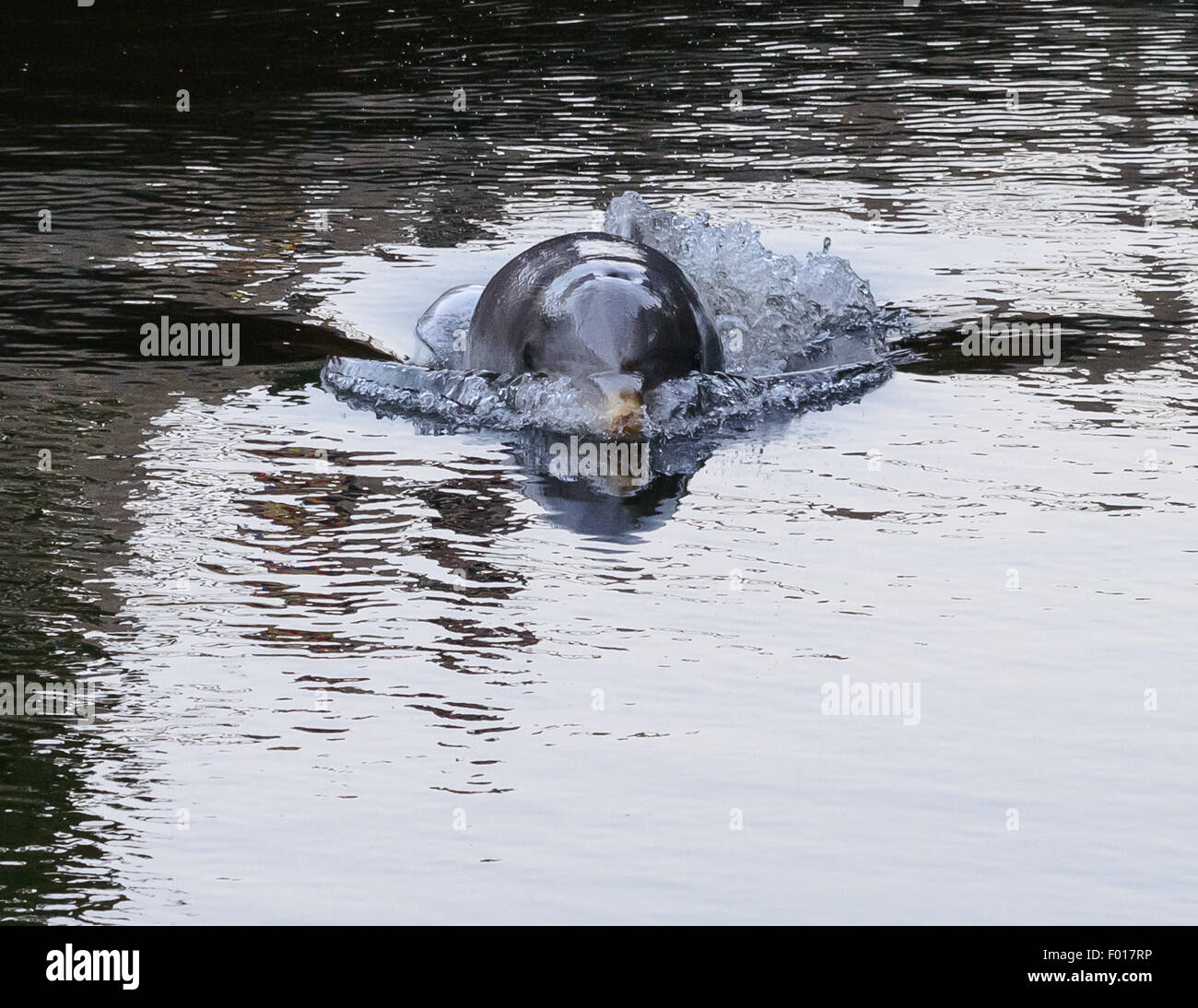 South River, NJ, USA. 5. August 2015 - ein Delfin in South River, einem Nebenfluss des Flusses Raritan führt schließlich nach New York Harbor gestrandet. Wie die Flut ging das Wasser wurde flacher und der Delphin schien zu übereilen. Zu diesem Zeitpunkt der Delphin ist noch geglaubt, um in diesem Industriegebiet von New Jersey Credit geklebt werden: Patrick Morisson/Alamy Live News Stockfoto