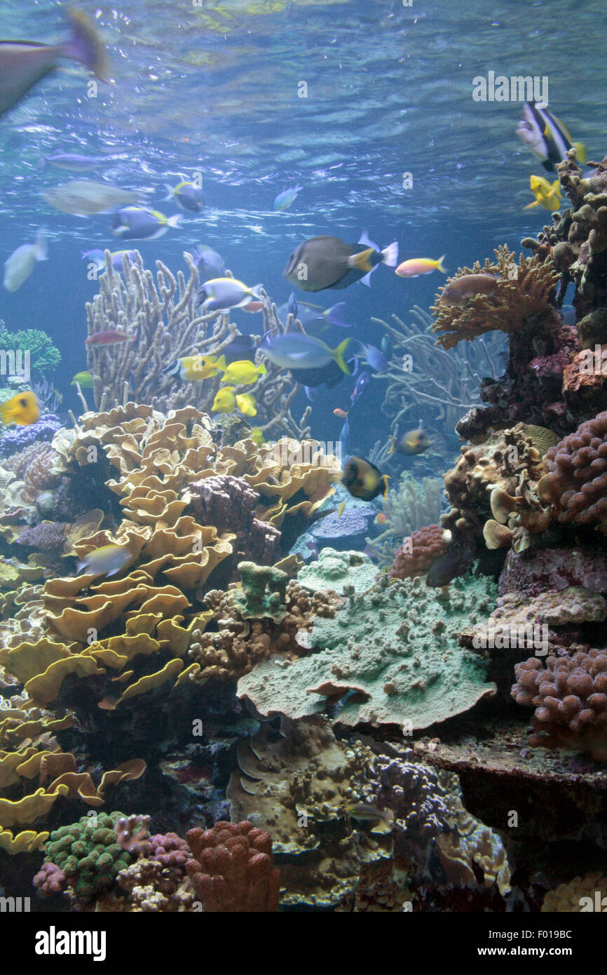 Aquarium mit tropischen Fischen und bunte Korallenriff im Atlantis Aquarium in Riverhead New York Stockfoto