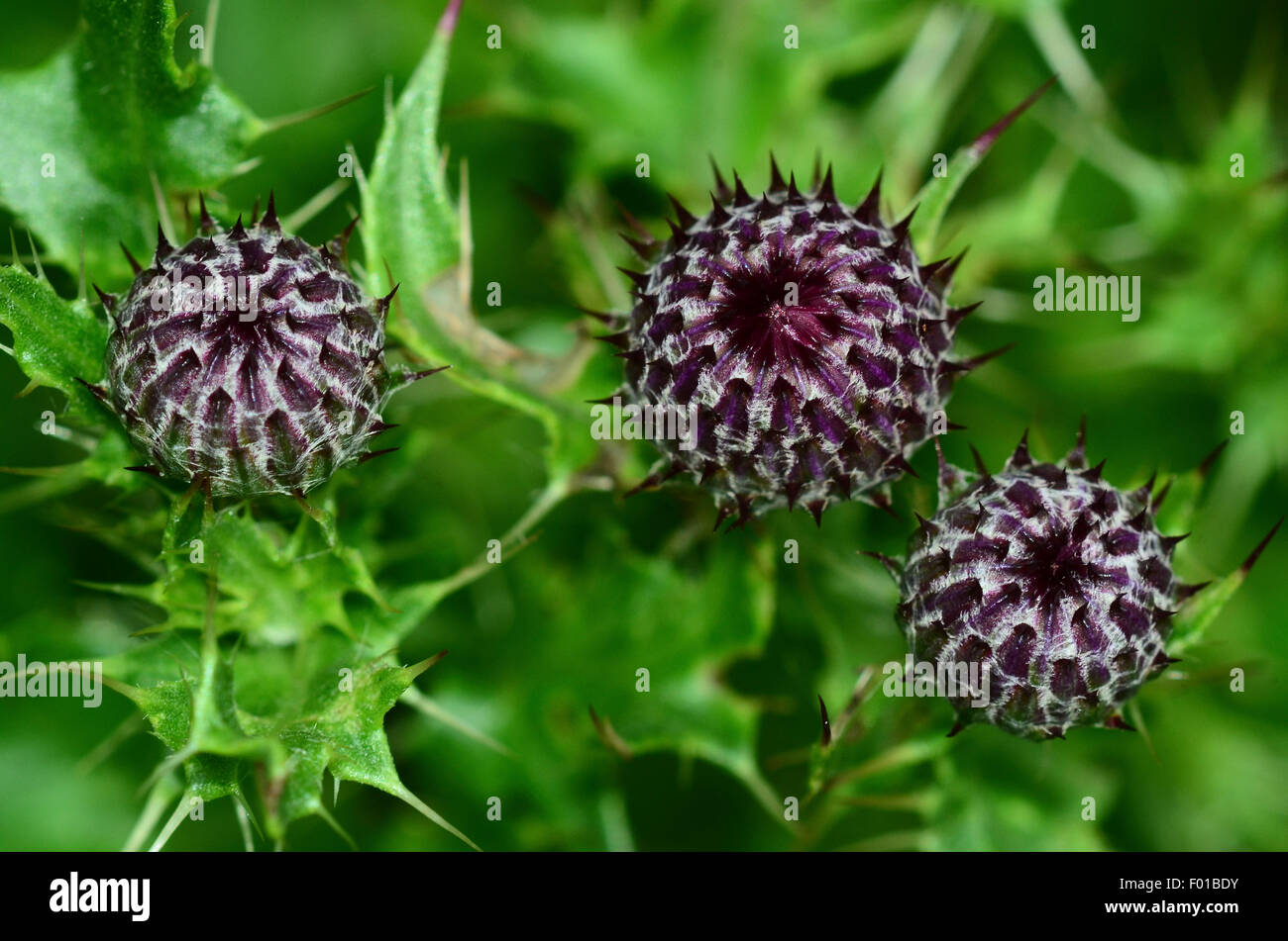 schleichende Distel Stockfoto