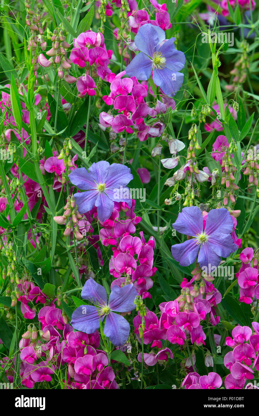 Clematis Fugimume und Everlasting Pea gegen Gartenmauer Stockfoto