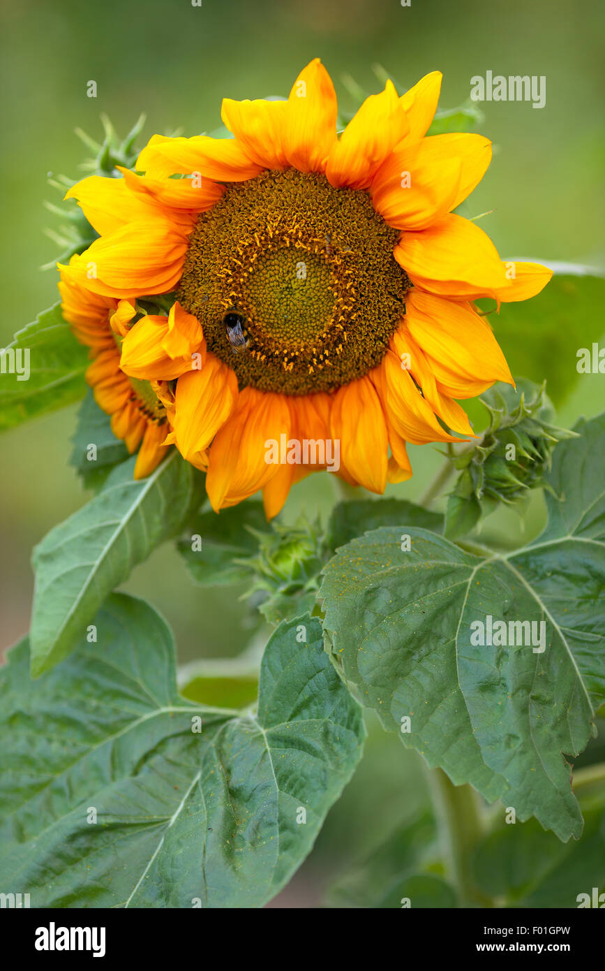 gelbe Blume Sonnenblume durch schöne Licht beleuchtet, fliegende Insekten Stockfoto