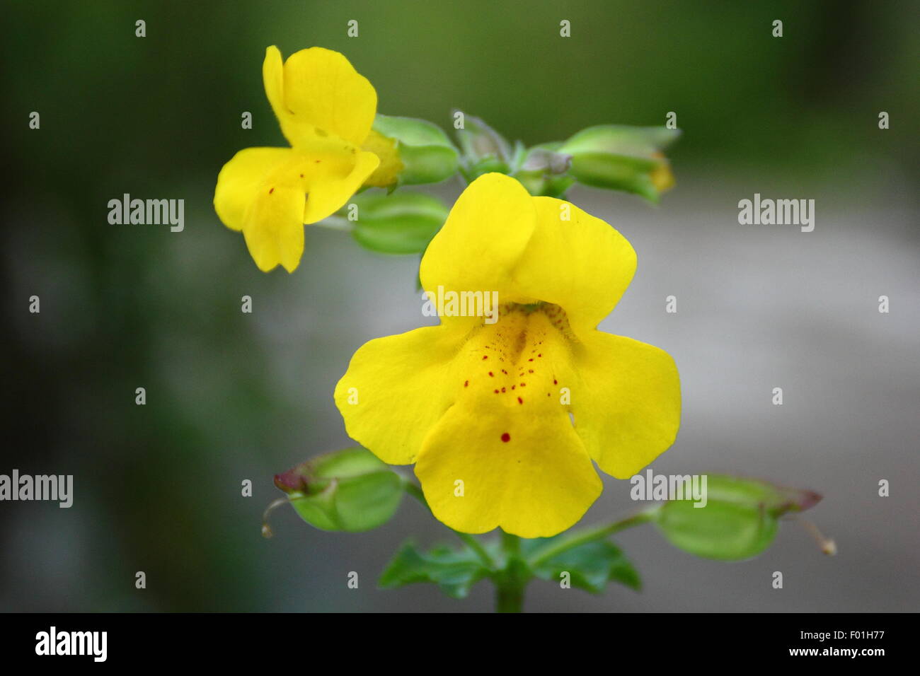 Eine gelbe Affe Blume (Mimulus) wächst an einem Fluss in der Spitze Distirict, Derbyshire England UK - Sommer Stockfoto