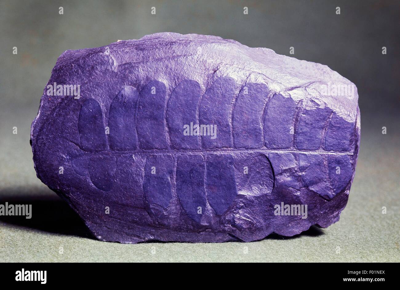 Fossilen Eindruck von Saatgut Farn Neuropteris Gigantea, Pteridospermatophyta, Karbon, Dortmund, Deutschland. Stockfoto