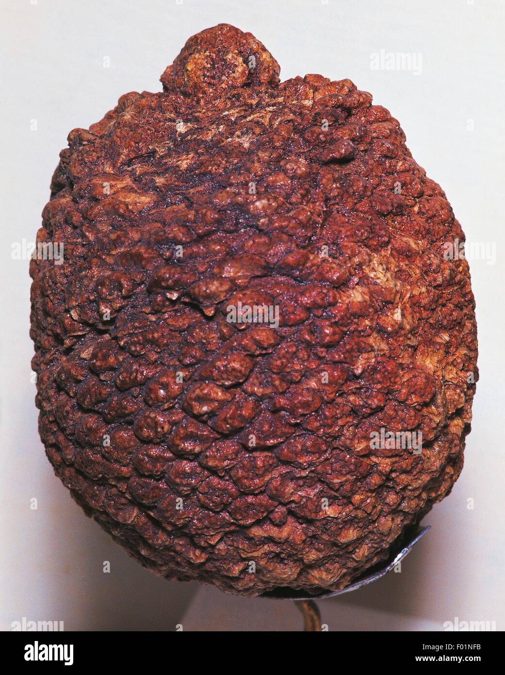 Cycad Fossil, Kreidezeit. Stockfoto