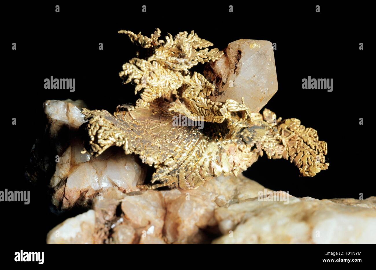 Gold, native Element auf Quarz, Oxid, aus Dalmatien Mine, Kelsey, California, Vereinigte Staaten von Amerika. Stockfoto