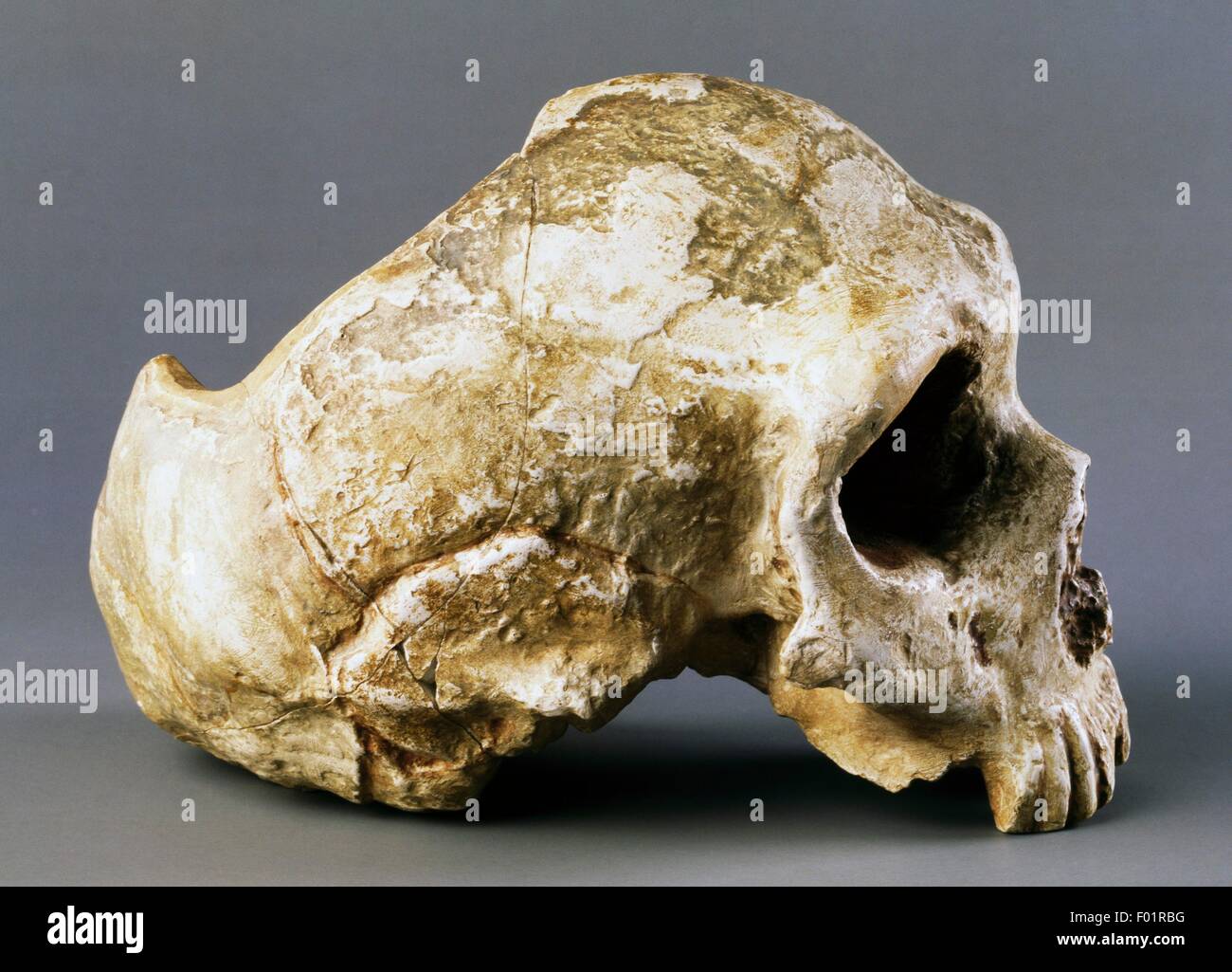 Neandertaler Schädel Modell (Homo Sapiens Neanderthalensis), Gibraltar, Großbritannien. Stockfoto