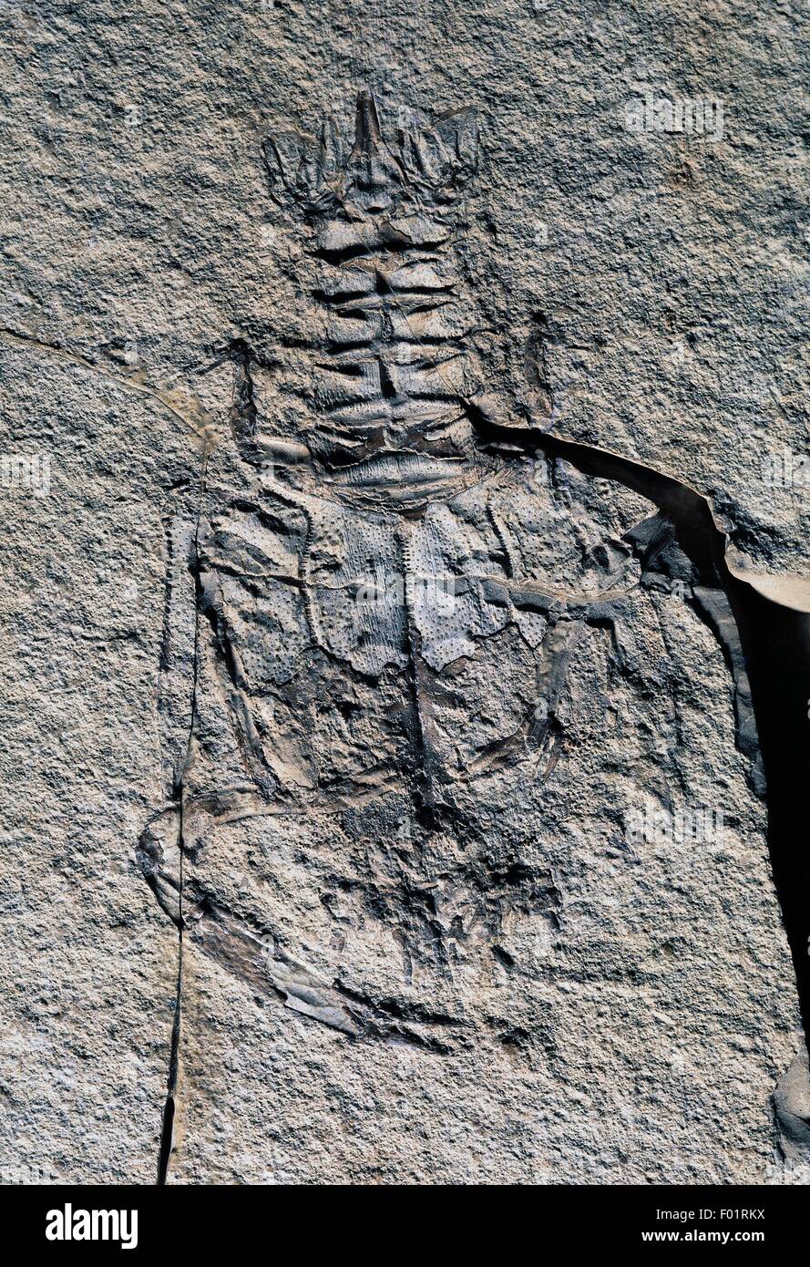 Eryon Arctiformis Fossil, Decapoda, Late Jurassic Epoche, Deutschland. Stockfoto