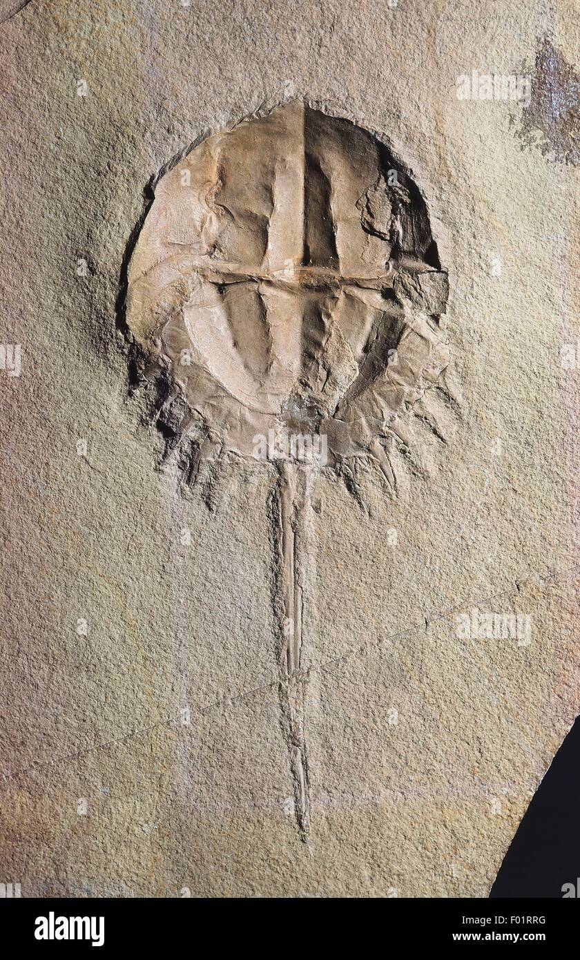 Mesolimulus Walchii Fossil, Xiphosura, Late Jurassic Epoche. Stockfoto