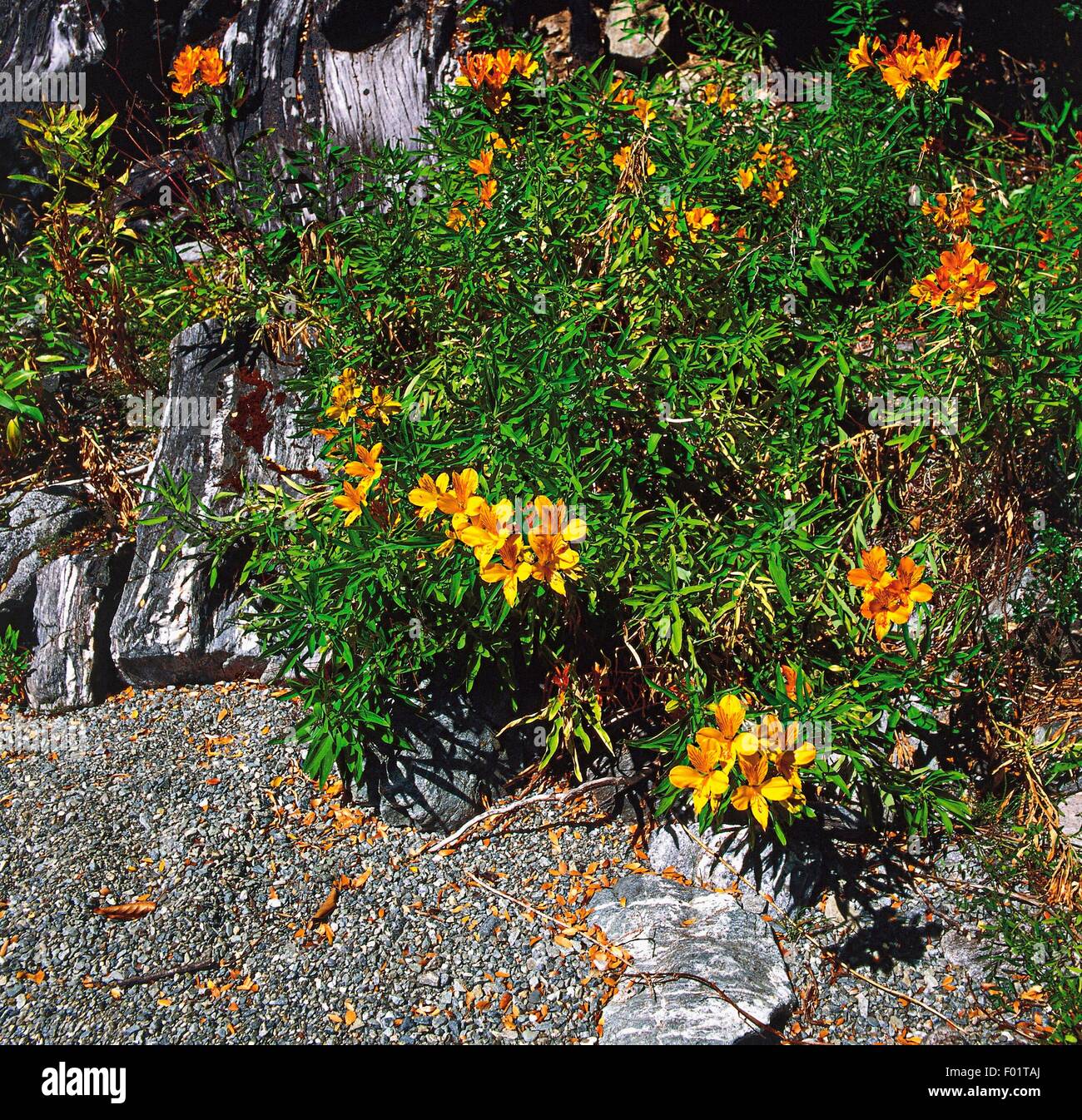 Peruanische Lilie (Alstroemeria Aurantiaca), Nahuel Huapi Nationalpark, Patagonien, Argentinien. Stockfoto