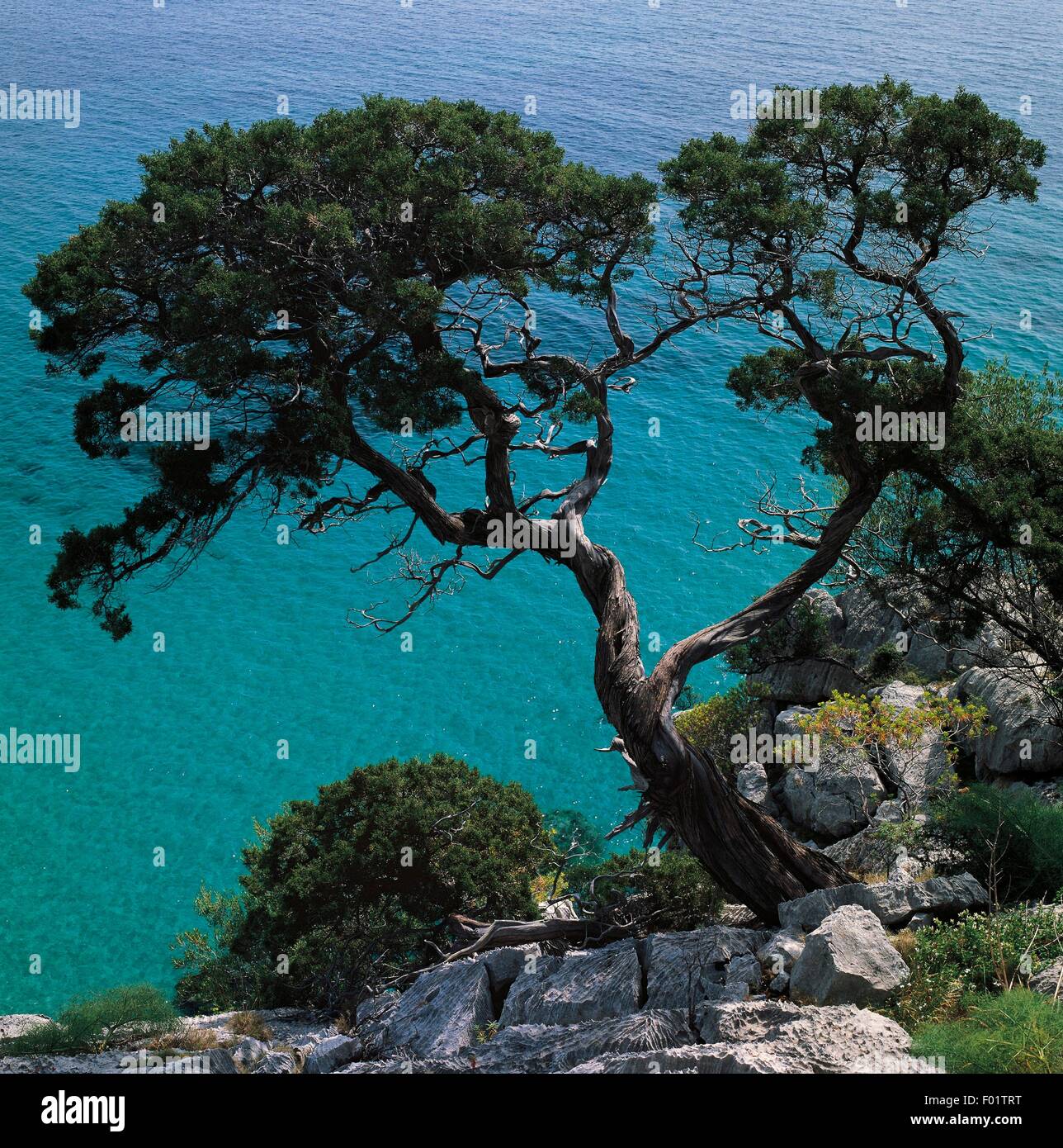 Phönizischer Wacholder (Juniperus Phoenicea), in der Nähe von Cala Fuili, Nationalpark der Bucht von Orosei und Gennargentu, Sardinien, Italien. Stockfoto