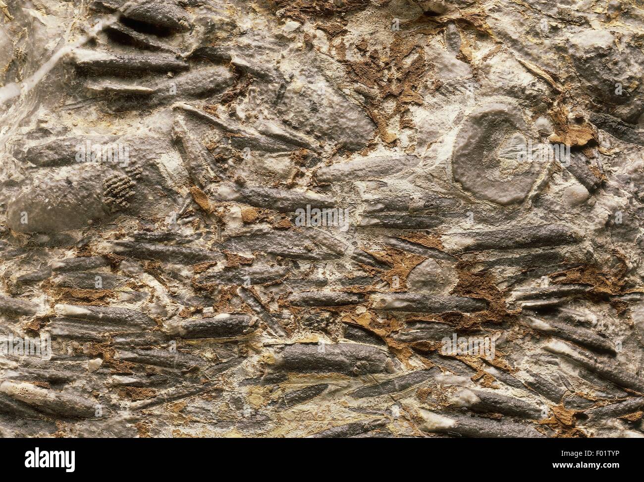 Belemnoid Fossilien, Kopffüßer. Stockfoto